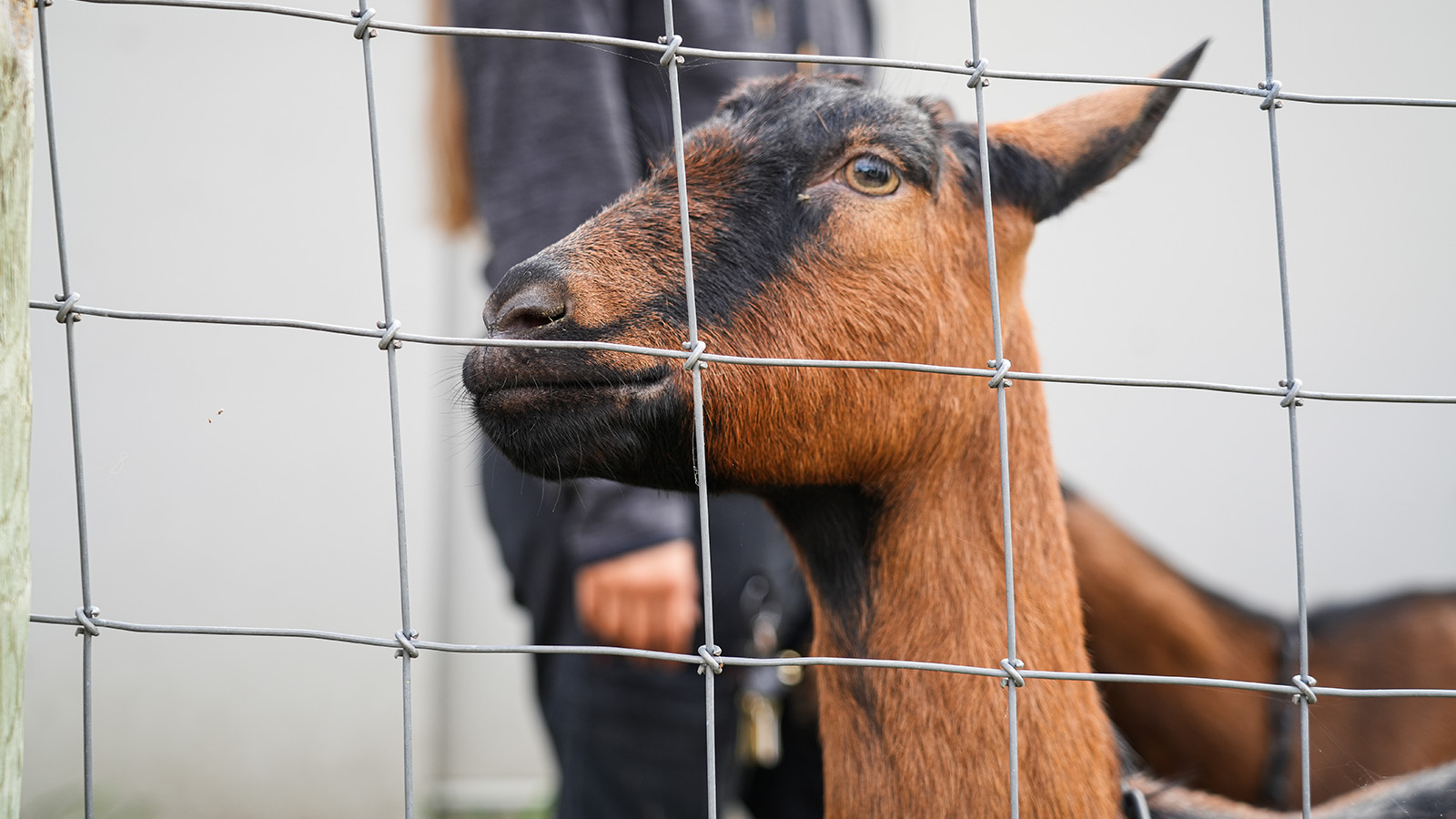 cottage-home-features-hero Close-up of a brown goat behind a wire fence at Paramount Cottage Home’s school farm
