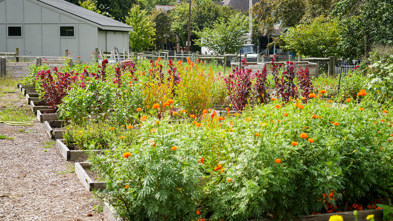 cottage-home-hero Colorful flower beds and raised garden plots at Paramount Cottage Home’s school garden in Indianapolis