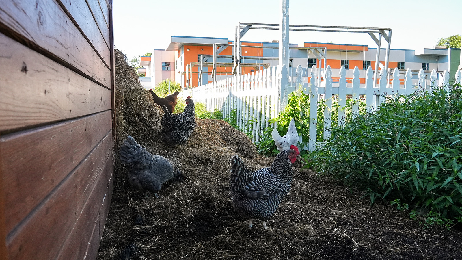 Chickens roaming the urban farm at Paramount Brookside, with garden plants, a white picket fence, and the school building in the background