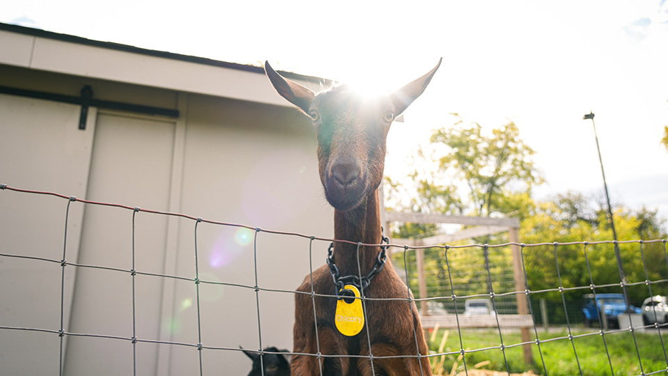 cottage-home-home-4-4 Goat standing behind a fence at an outdoor school farm with sunlight shining behind it
