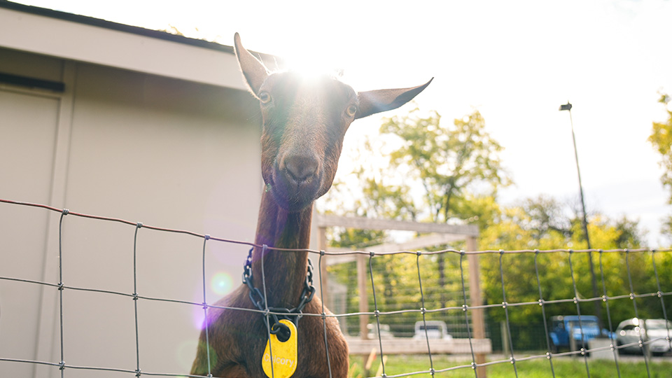 home-3 Goat at Paramount Cottage Homes urban farm looking over a fence